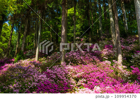 自然の四季が楽しめる山林植物 ツツジの花 大興善寺契園(ちぎりえん) (佐賀県三養基郡基山町) 自然の四季が楽しめる山林植物 ツツジの花 大興善寺契園(ちぎりえん) (佐賀県三養基郡基山町) 109954370