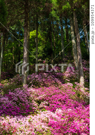 自然の四季が楽しめる山林植物 ツツジの花 大興善寺契園(ちぎりえん) (佐賀県三養基郡基山町) 自然の四季が楽しめる山林植物 ツツジの花 大興善寺契園(ちぎりえん) (佐賀県三養基郡基山町) 109954371