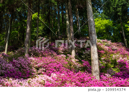 自然の四季が楽しめる山林植物　ツツジの花　大興善寺契園（ちぎりえん）　(佐賀県三養基郡基山町) 109954374