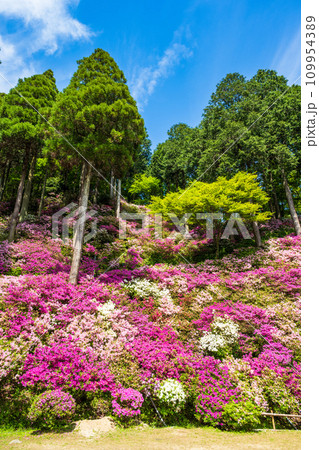 自然の四季が楽しめる山林植物 ツツジの花 大興善寺契園(ちぎりえん) (佐賀県三養基郡基山町) 自然の四季が楽しめる山林植物 ツツジの花 大興善寺契園(ちぎりえん) (佐賀県三養基郡基山町) 109954389