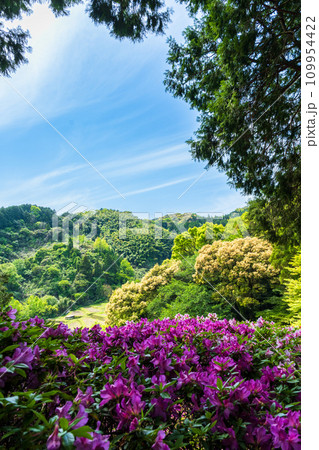 自然の四季が楽しめる山林植物　ツツジの花　大興善寺契園（ちぎりえん）　(佐賀県三養基郡基山町) 109954422