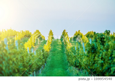 Sunshine grapes plantation Sunshine grapes plantation 109954540