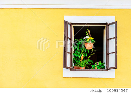 Green house plants on the window sill 109954547