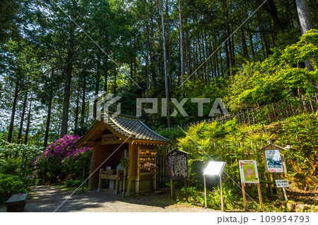 自然の四季が楽しめる山林植物 展望台 大興善寺契園(ちぎりえん) (佐賀県三養基郡基山町) 自然の四季が楽しめる山林植物 展望台 大興善寺契園(ちぎりえん) (佐賀県三養基郡基山町) 109954793
