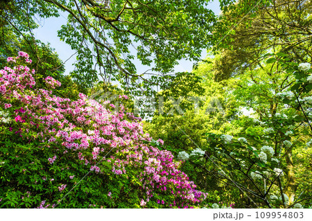 自然の四季が楽しめる山林植物 ツツジの花 大興善寺契園(ちぎりえん) (佐賀県三養基郡基山町) 自然の四季が楽しめる山林植物 ツツジの花 大興善寺契園(ちぎりえん) (佐賀県三養基郡基山町) 109954803