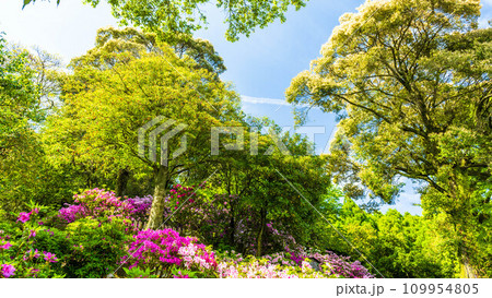自然の四季が楽しめる山林植物 ツツジの花 大興善寺契園(ちぎりえん) (佐賀県三養基郡基山町) 自然の四季が楽しめる山林植物 ツツジの花 大興善寺契園(ちぎりえん) (佐賀県三養基郡基山町) 109954805