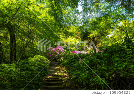 自然の四季が楽しめる山林植物　ツツジの花　大興善寺契園（ちぎりえん）　(佐賀県三養基郡基山町) 109954823