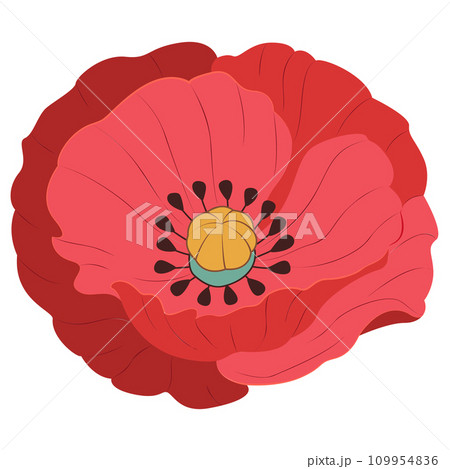Vector red poppie isolated. Vector red poppie isolated. 109954836