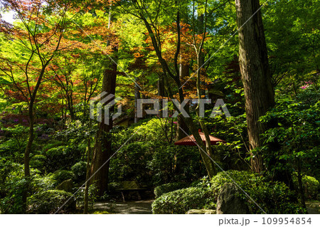 自然の四季が楽しめる山林植物　大興善寺契園（ちぎりえん）　(佐賀県三養基郡基山町) 109954854