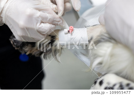 The veterinarian's hands fix the intravenous catheter on the pet's paw using a plaster. The veterinarian inserted a catheter into the dog's vein before performing the operation. The veterinarian's hands fix the intravenous catheter on the pet's paw using a plaster. The veterinarian inserted a catheter into the dog's vein before performing the operation. 109955477
