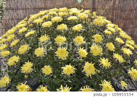 千輪咲の菊　東京 109955554