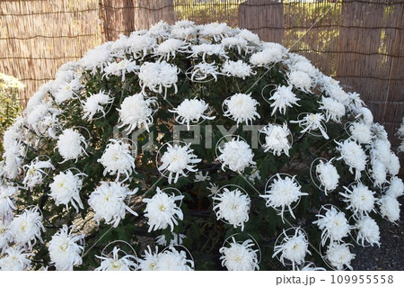 千輪咲の菊　東京 109955558