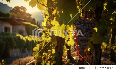 AI-generated content. green vineyard rows at sunset. Neural network AI generated art 109955847