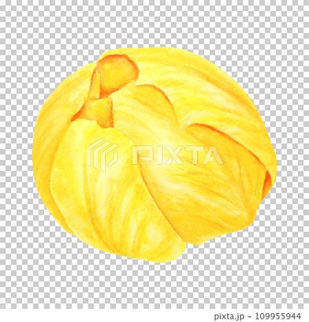 Yellow tulip. Watercolor hand drawn illustration of spring symbol, golden flower. Clip art for Easter, Mothers Day, Womens Day, March 8 cards, wedding, farmer and floristic prints, travelbook, packing 109955944
