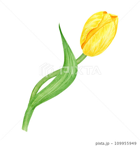Yellow tulip. Watercolor hand drawn illustration of spring symbol, golden flower. Clip art for Easter, Mothers Day, Womens Day, March 8 cards, wedding, farmer and floristic prints, travelbook, packing Yellow tulip. Watercolor hand drawn illustration of spring symbol, golden flower. Clip art for Easter, Mothers Day, Womens Day, March 8 cards, wedding, farmer and floristic prints, travelbook, packing 109955949