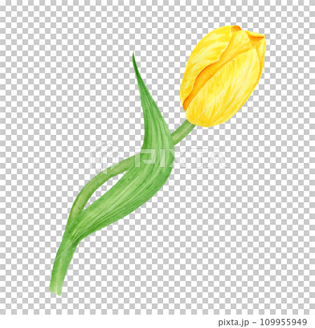 Yellow tulip. Watercolor hand drawn illustration of spring symbol, golden flower. Clip art for Easter, Mothers Day, Womens Day, March 8 cards, wedding, farmer and floristic prints, travelbook, packing Yellow tulip. Watercolor hand drawn illustration of spring symbol, golden flower. Clip art for Easter, Mothers Day, Womens Day, March 8 cards, wedding, farmer and floristic prints, travelbook, packing 109955949