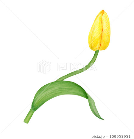 Yellow tulip. Watercolor hand drawn illustration of spring symbol, golden flower. Clip art for Easter, Mothers Day, Womens Day, March 8 cards, wedding, farmer and floristic prints, travelbook, packing Yellow tulip. Watercolor hand drawn illustration of spring symbol, golden flower. Clip art for Easter, Mothers Day, Womens Day, March 8 cards, wedding, farmer and floristic prints, travelbook, packing 109955951