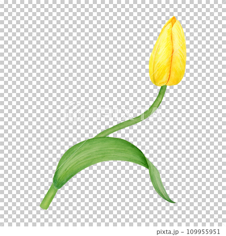 Yellow tulip. Watercolor hand drawn illustration of spring symbol, golden flower. Clip art for Easter, Mothers Day, Womens Day, March 8 cards, wedding, farmer and floristic prints, travelbook, packing Yellow tulip. Watercolor hand drawn illustration of spring symbol, golden flower. Clip art for Easter, Mothers Day, Womens Day, March 8 cards, wedding, farmer and floristic prints, travelbook, packing 109955951