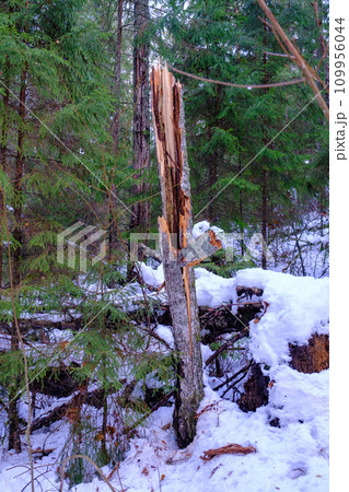 broken tree as a result of a storm. strong wind broke the tree 109956044