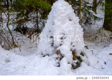 A small Christmas tree covered with snow on a winter day in the park. Spruce in thick snow. Selective focus. 109956045