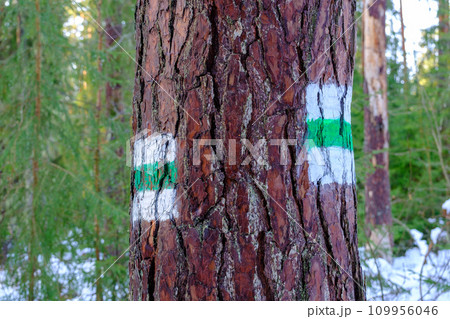 Hiking trail, trail sign, background. Green stripe on a white background. Brown tree trunk. A guide of color. The symbol shows the right way. Forest navigation map. Signs on both sides of the tree 109956046