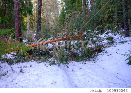 broken tree as a result of a storm. strong wind broke the tree. 109956048