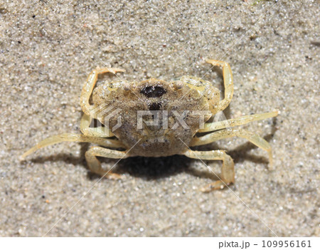 Beach crab   (Carcinus maenas) 109956161