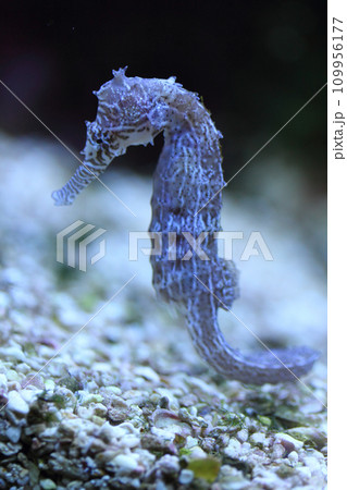 Seahorse (Hippocampus) Seahorse (Hippocampus) 109956177