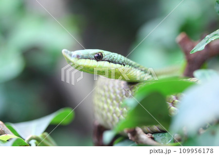 Argentinian Long-nosed Tree Snake (Philodryas baroni) Argentinian Long-nosed Tree Snake (Philodryas baroni) 109956178