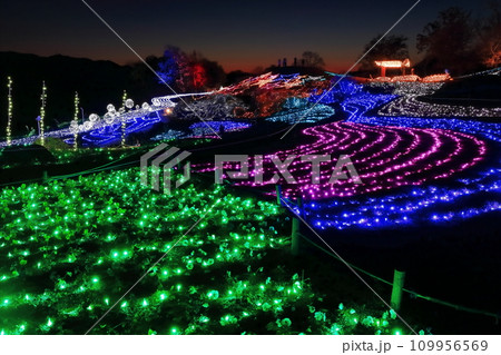 【香川県】冬の国営讃岐まんのう公園 (イルミネーション) 109956569