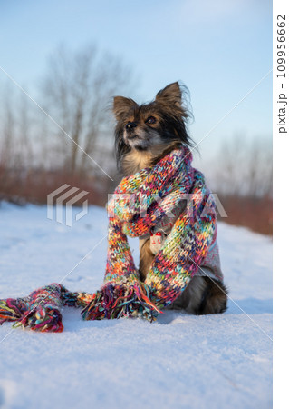 A very obedient dog performs the command sit. A very obedient dog performs the command sit. 109956662