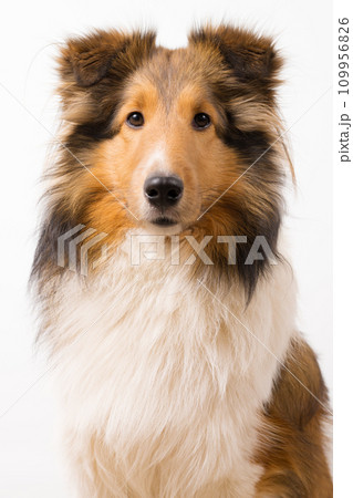 犬 正面ポートレート シェットランドシープドッグ シェルティー 白背景 犬 正面ポートレート シェットランドシープドッグ シェルティー 白背景 109956826