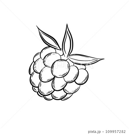 Raspberry for decorating confectionery products in graphic style. Vector illustration. Hand drawn in a simple minimalist style. Can be used for kitchen, notes, cookbook, textile. Raspberry for decorating confectionery products in graphic style. Vector illustration. Hand drawn in a simple minimalist style. Can be used for kitchen, notes, cookbook, textile. 109957282