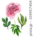 Watercolor illustration of a pink peony 109957404