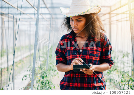 In a greenhouse a smiling woman farmer uses her phone to carefully inspect tomato leaves. Her modern approach to farming balances technology and nature emphasizing growth and industry development. 109957523
