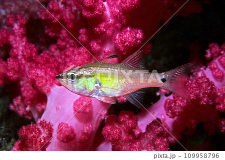 ネンブツダイと水中花　ネンブツダイ　海中の花園　海中写真 109958796