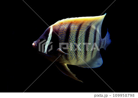 ロクセンヤッコ　黒バック 109958798