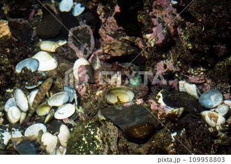 タコの巣　マダコ　タコの巣とひそむタコ 109958803