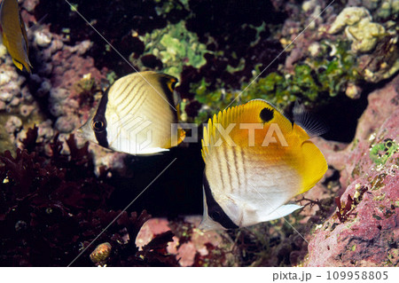 チョウチョウウオの幼魚　トゲチョウチョウウオ　フウライチョウチョウウオ 109958805