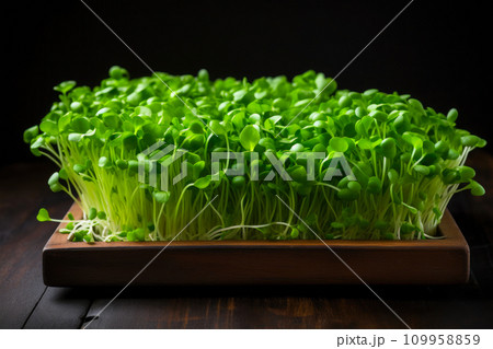 Sleek Black Table Setting with Lush Pea Microgreens Sleek Black Table Setting with Lush Pea Microgreens 109958859