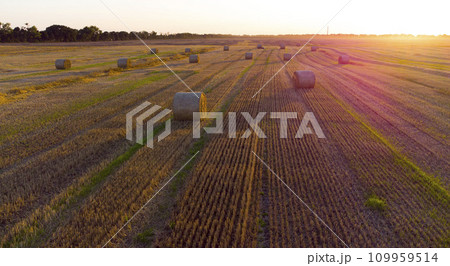 Many bales of wheat straw twisted into rolls with long shadows after wheat harvest lie on field during sunset sunrise. Flying over straw bales rolls on field. Aerial drone view. Agricultural landscape Many bales of wheat straw twisted into rolls with long shadows after wheat harvest lie on field during sunset sunrise. Flying over straw bales rolls on field. Aerial drone view. Agricultural landscape 109959514