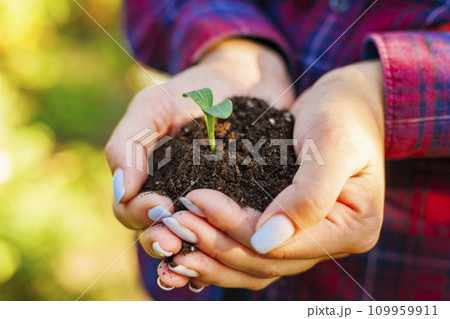 Woman holding in her hands green sprout seedling in soil. Concept of Earth day 109959911