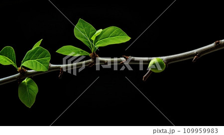 AI-generated content. A branch with green leaves and buds on it against a black background, AI 109959983