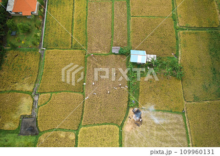 Photo from the drone flying over a rice field at harvest time. A group of people are mowing rice with sickles and putting it into bags. 109960131