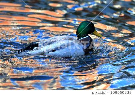 鴨の水浴び　イメージ 109960235
