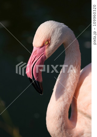 日光を浴びたフラミンゴのポートレート 日光を浴びたフラミンゴのポートレート 109960320