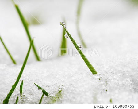 grass blade winter snow drop 109960755