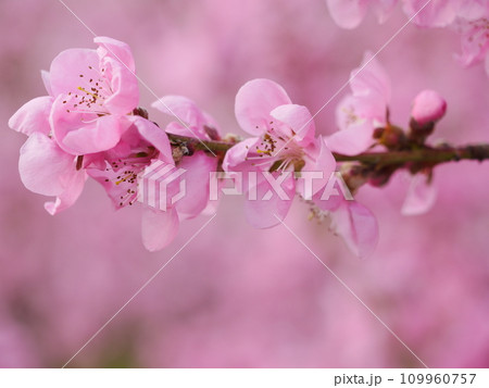 peach tree with pink flowers 109960757