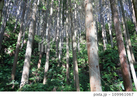 冬の杉林 冬の杉林 109961067