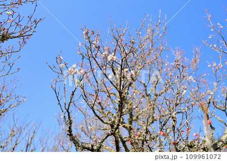 咲始め白梅の花 109961072
